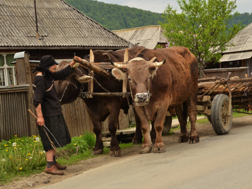 Foto In Stramtura (c) Lucian Petru Goja